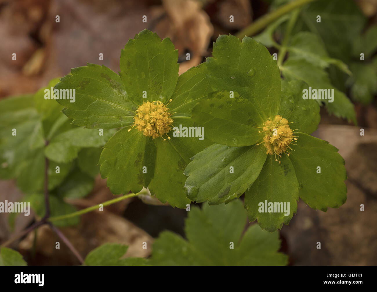 Un peu umbellifer, Hacquetia, Hacquetia epipactis, Dondia epipactis, Banque D'Images