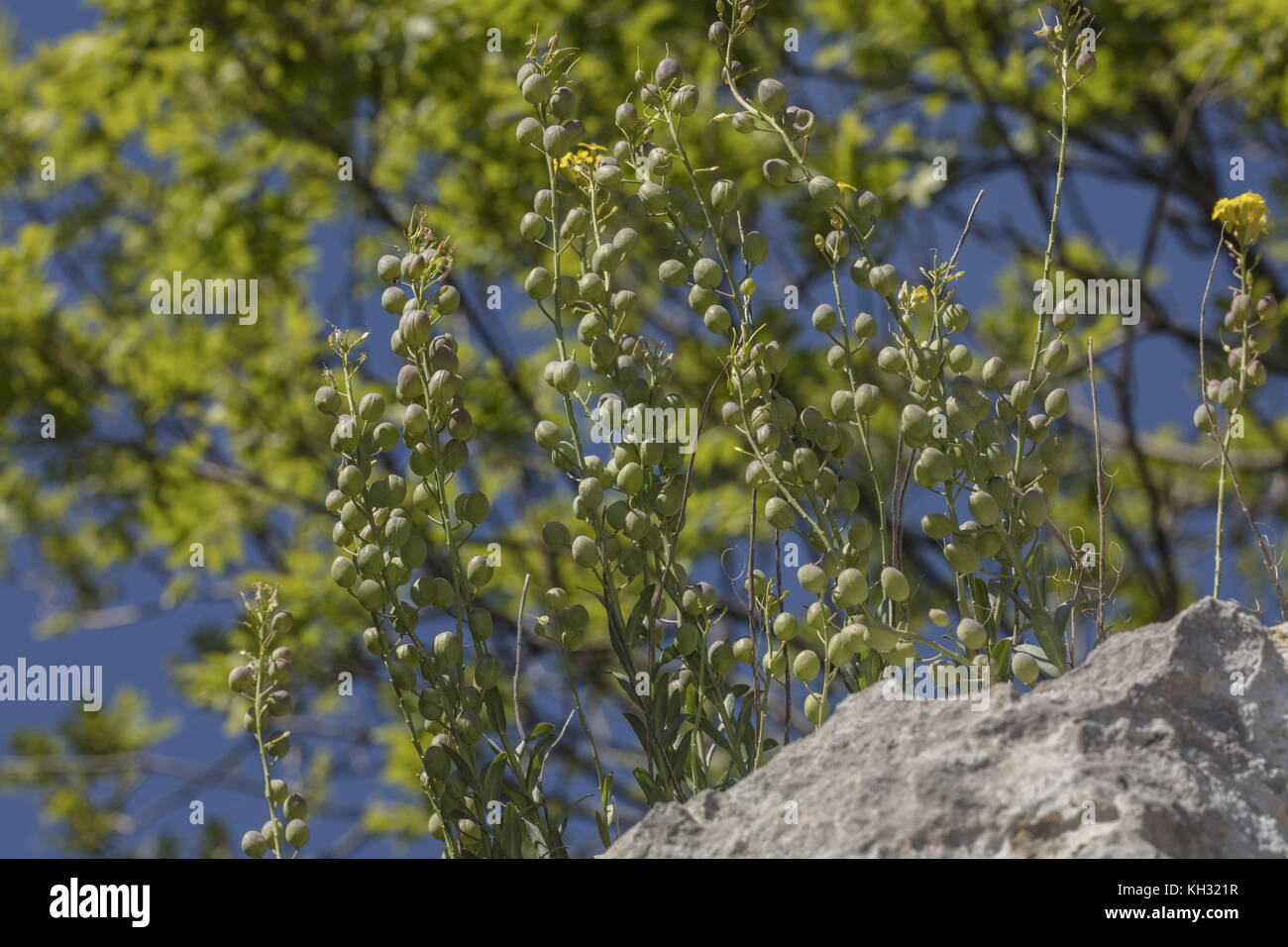 Une crucifère jaune, Aurinia sinuata, Alyssoides sinuatum, dans le secteur des fruits ; sur du calcaire, la Croatie. Banque D'Images