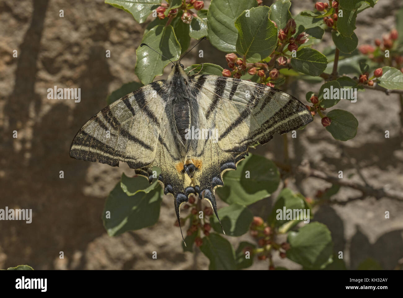 Swallowtail Iphiclides podalirius, rares, papillon se nourrir sur les fleurs de Rock nerprun. La Croatie. Banque D'Images