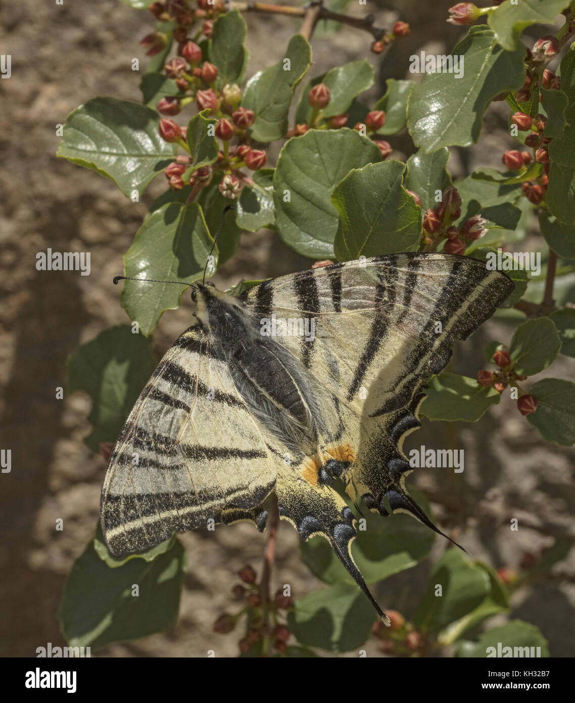 Swallowtail Iphiclides podalirius, rares, papillon se nourrir sur les fleurs de Rock nerprun. La Croatie. Banque D'Images
