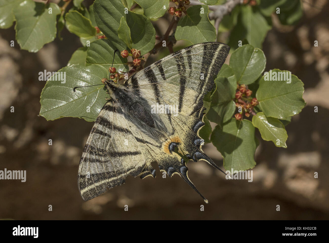 Swallowtail Iphiclides podalirius, rares, papillon se nourrir sur les fleurs de Rock nerprun. La Croatie. Banque D'Images