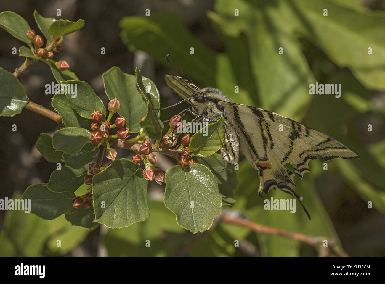 Swallowtail Iphiclides podalirius, rares, papillon se nourrir sur les fleurs de Rock nerprun. La Croatie. Banque D'Images