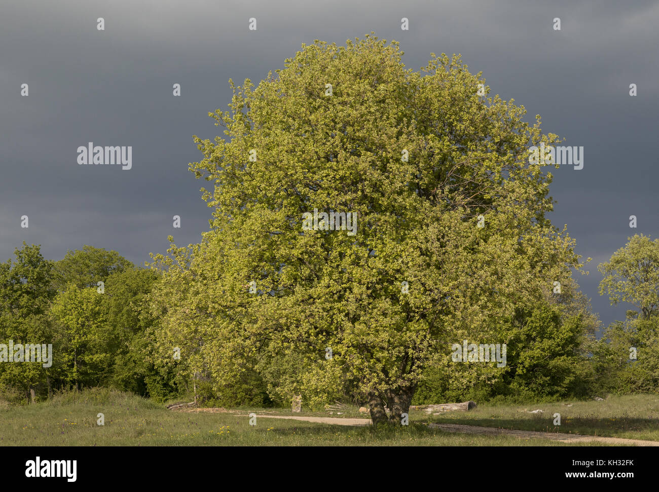 Oak, Quercus pubescens Downy, arbre en pleine floraison au printemps, en Croatie. Banque D'Images