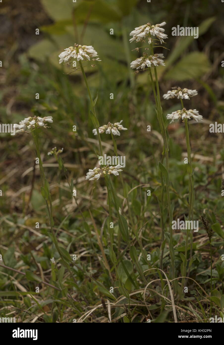 Début penny-cresson, Thlaspi praecox, au printemps, dans les Alpes Juliennes, en Slovénie. Banque D'Images
