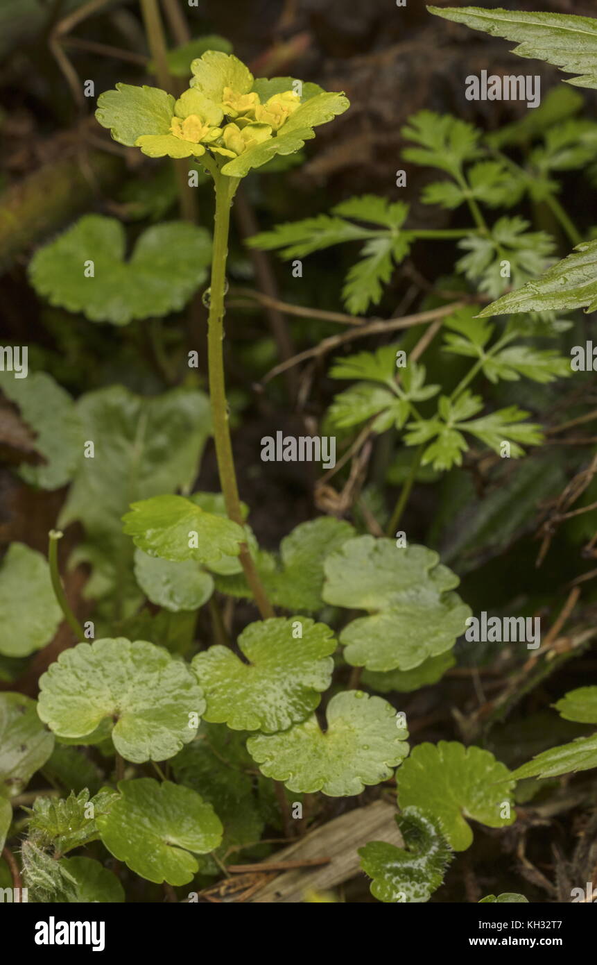 Alternate-leaved golden-saxifrage Chrysosplenium alternifolium, en fleurs en couleur, humide au printemps. Banque D'Images