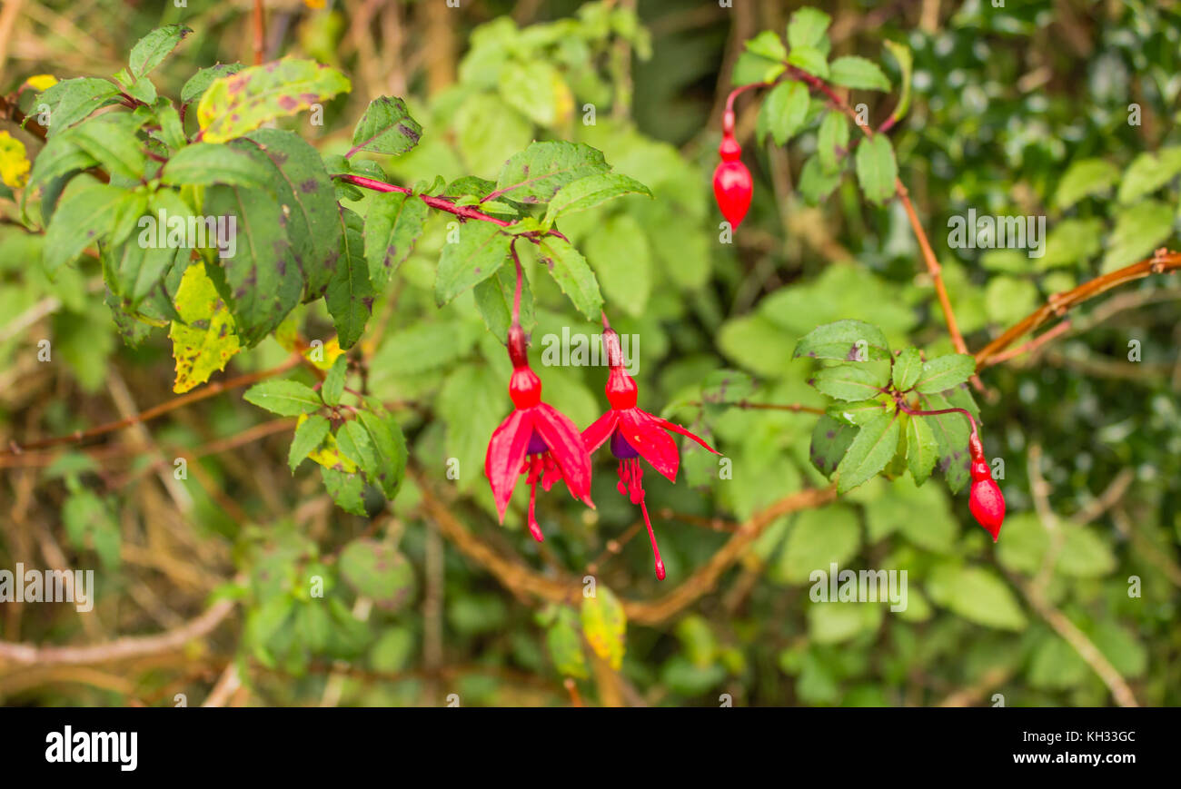 Les fleurs rouges ou deux cloches sur un arbre deux ouvertes et deux clouse Banque D'Images