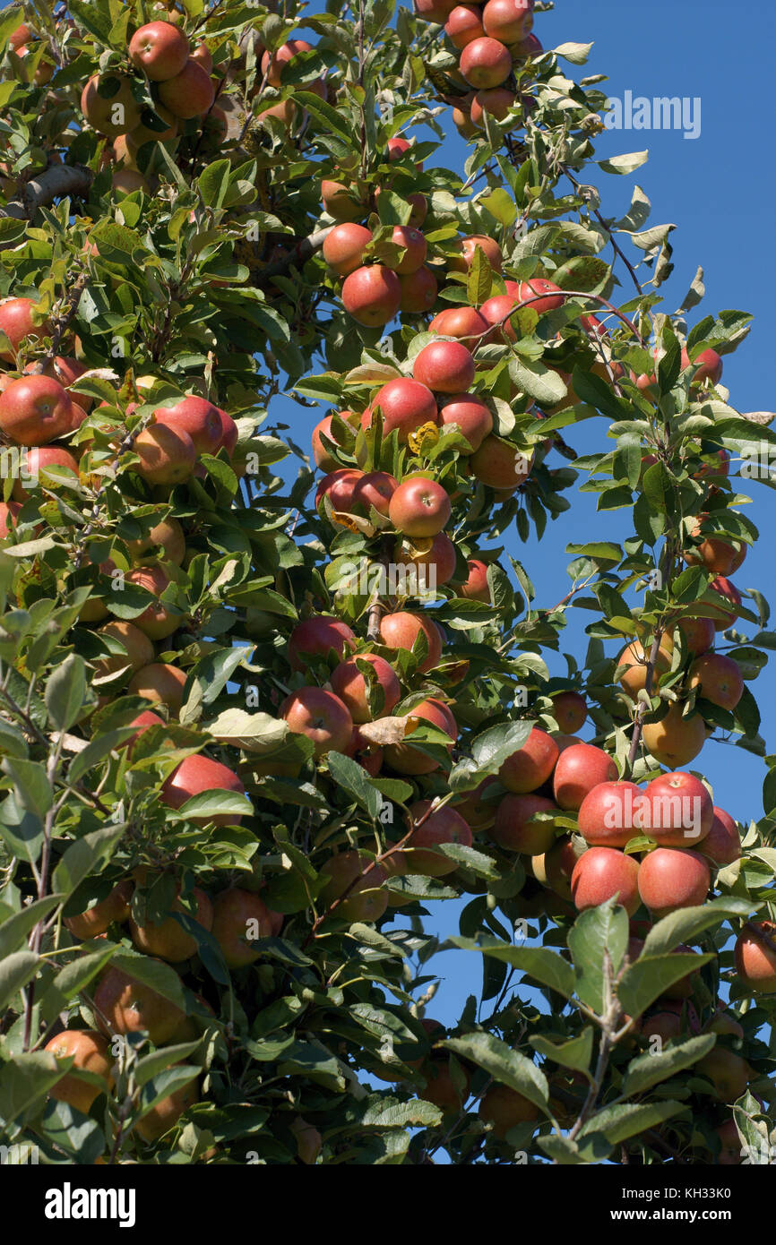 Dans un verger de pommes Braeburn rural en Nouvelle-Zélande une variété y est développé dans les années 1950 Banque D'Images