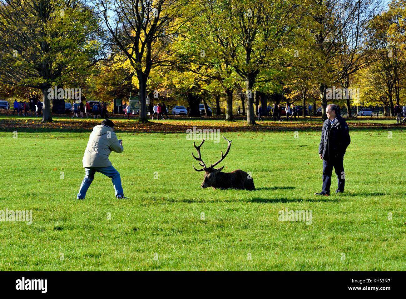 Les personnes qui prennent des photos avec un wild red deer dans Wollaton park Nottingham UK Banque D'Images