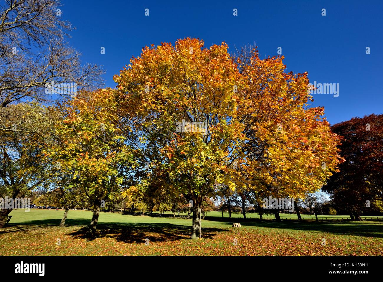 Arbre d'automne dans la région de Nottingham Wollaton park England UK Banque D'Images Arbre d'automne dans la région de Nottingham Wollaton park England UK Banque D'Images