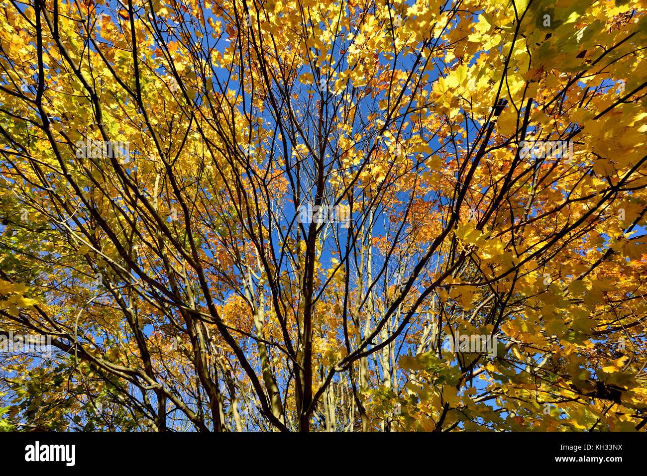 Scène d'automne les feuilles des arbres branches Banque D'Images Scène d'automne les feuilles des arbres branches Banque D'Images