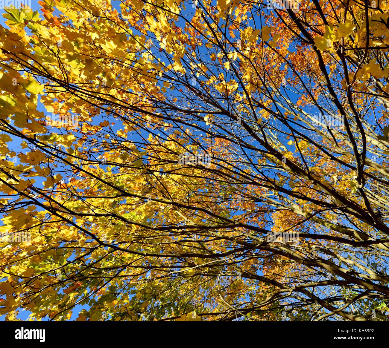 Scène d'automne les feuilles des arbres branches Banque D'Images Scène d'automne les feuilles des arbres branches Banque D'Images