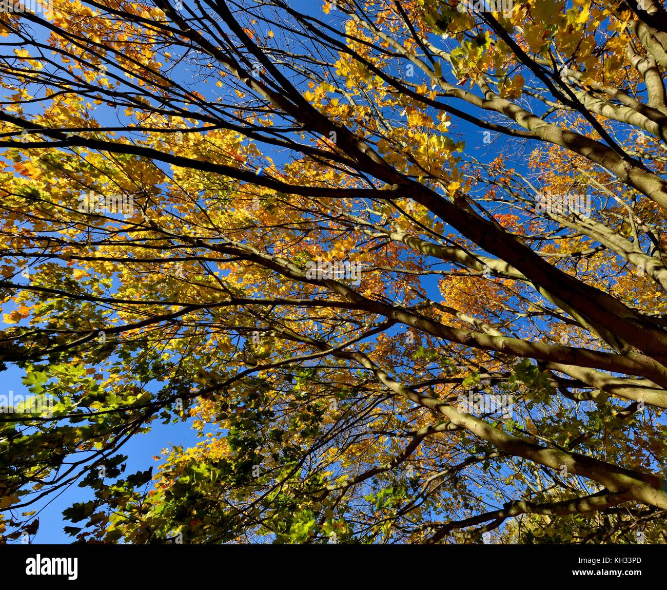 Scène d'automne les feuilles des arbres branches Banque D'Images Scène d'automne les feuilles des arbres branches Banque D'Images