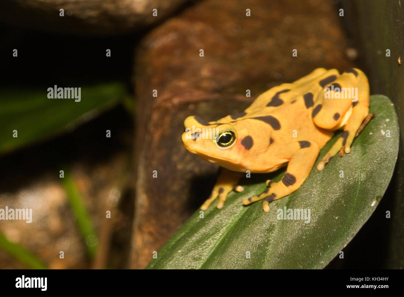 La grenouille d'or du Panama (Atelopus zeteki) est une grenouille qui est endémique au Panama. Banque D'Images