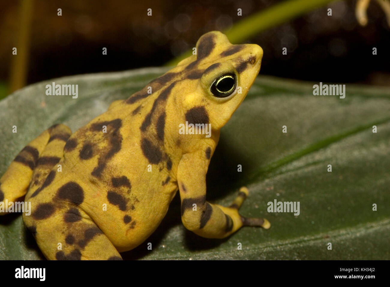 La grenouille d'or du Panama (Atelopus zeteki) est une grenouille qui est endémique au Panama. Banque D'Images