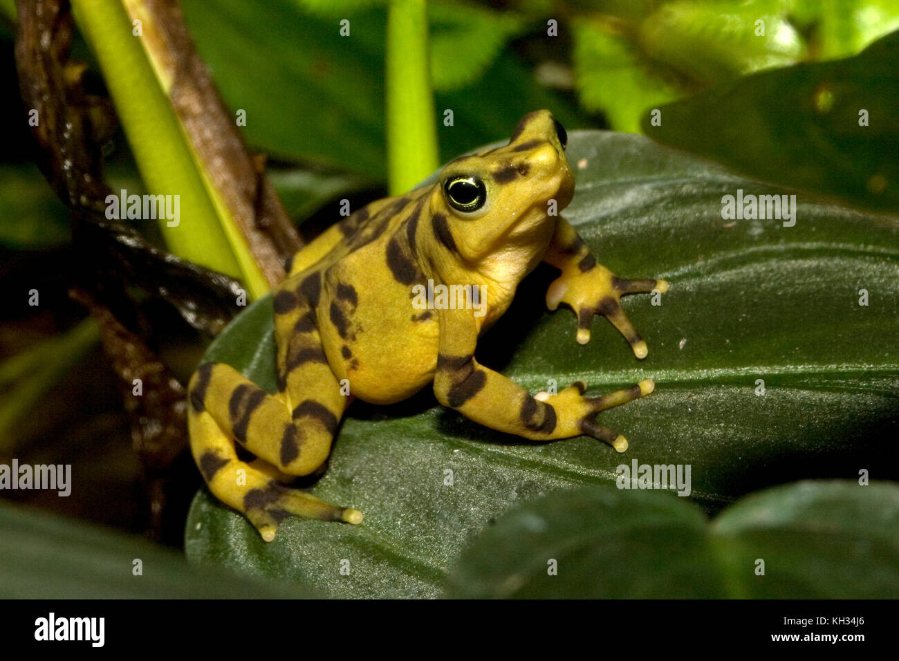La grenouille d'or du Panama (Atelopus zeteki) est une grenouille qui est endémique au Panama. Banque D'Images