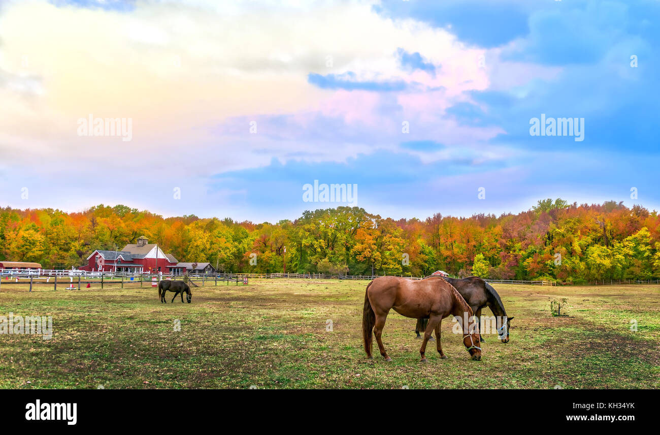 Les chevaux brouter tranquillement dans un pâturage sur une ferme du Maryland en automne avec des couleurs d'automne dans les arbres Banque D'Images