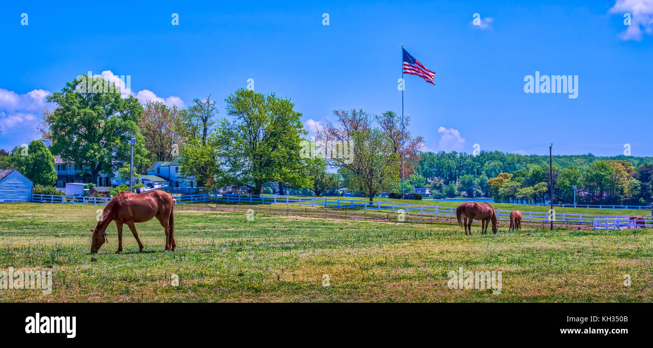 Horse stable en milieu rural dans le Maryland avec les chevaux au pâturage dans les champs avec un drapeau américain au début de l'automne Banque D'Images