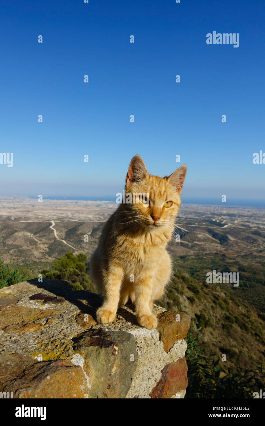 Le gingembre cat assis sur le mur donnant sur le Monastère de Stavrovouni à Larnaca, Chypre. Banque D'Images