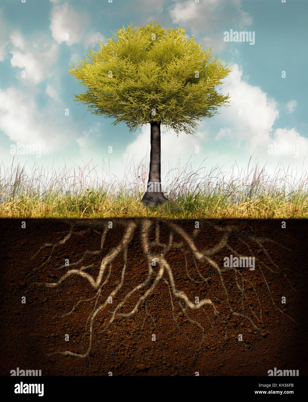 Conceptual image représentant un arbre enraciné au-dessus de l'herbe avec racines underground Banque D'Images