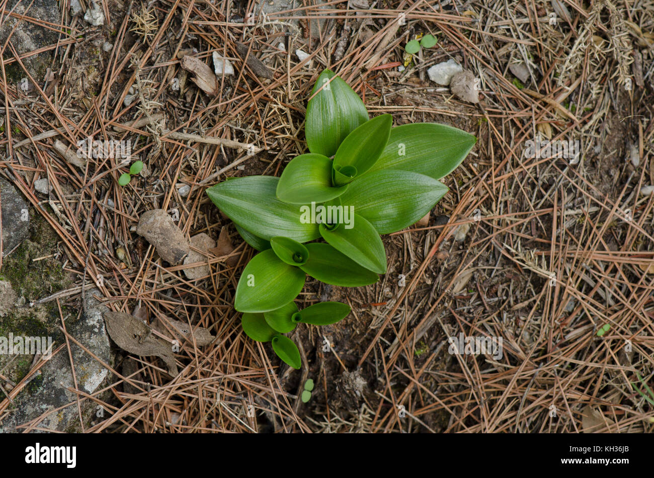 L'orchidée mouche, Ophrys tenthredinifera, commençant à se développer à la fin de novembre, l'Andalousie, Sud de l'Espagne Banque D'Images