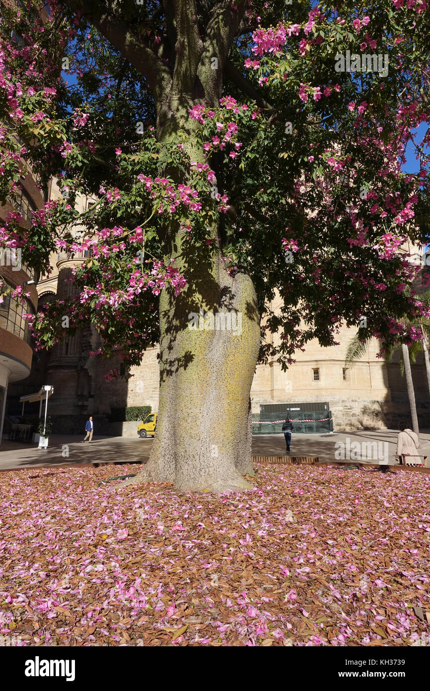 Soie floss arbre en fleur, floraison laissant un lit de fleurs tombées sur terre, centre de Malaga, Andalousie, Espagne Banque D'Images