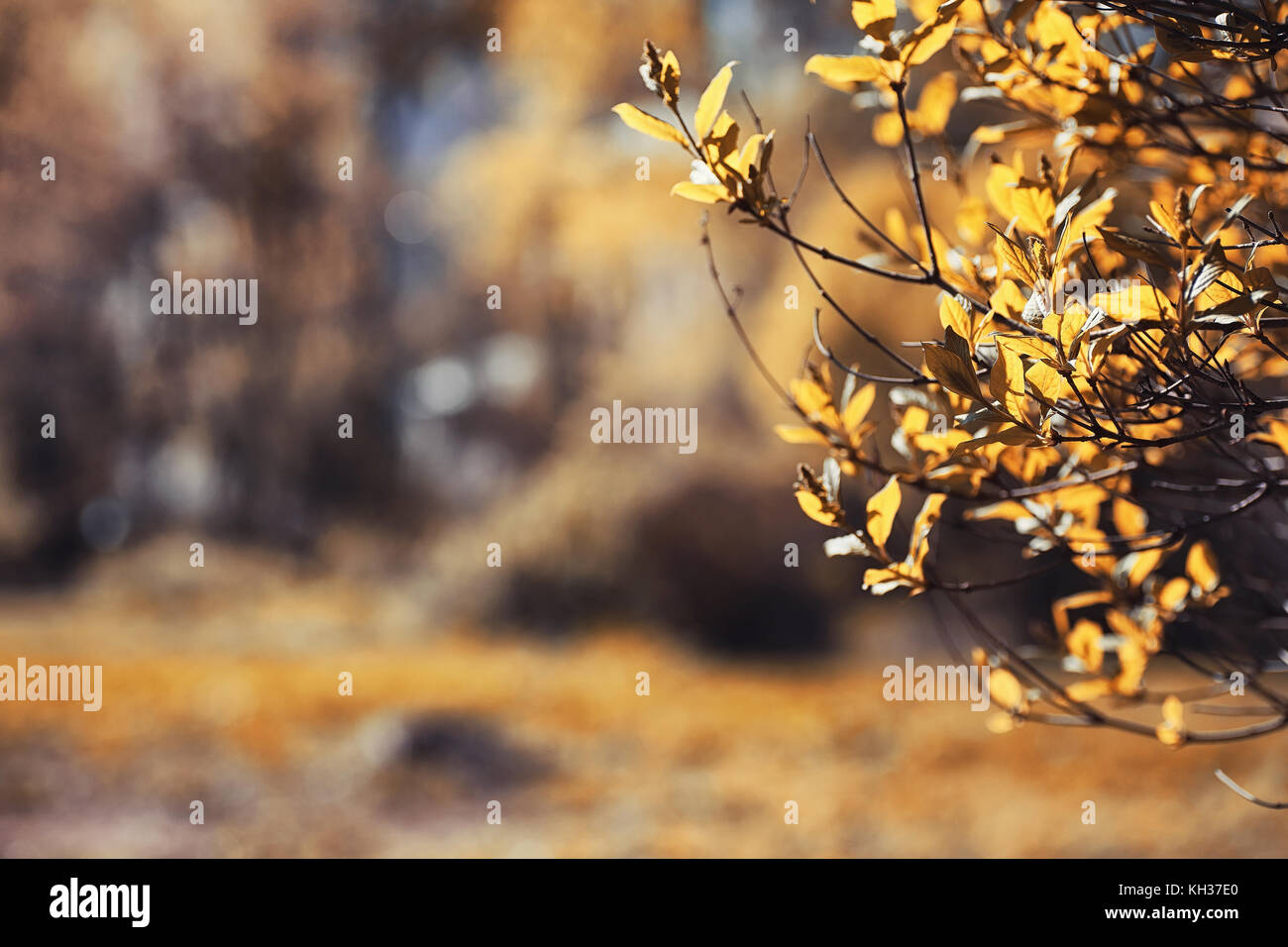 Nature de l'automne. Feuilles et avec les feuilles jaunes dans la p Banque D'Images Nature de l'automne. Feuilles et avec les feuilles jaunes dans la p Banque D'Images