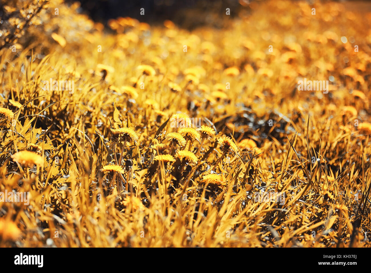 Nature de l'automne. Feuilles et avec les feuilles jaunes dans la p Banque D'Images Nature de l'automne. Feuilles et avec les feuilles jaunes dans la p Banque D'Images