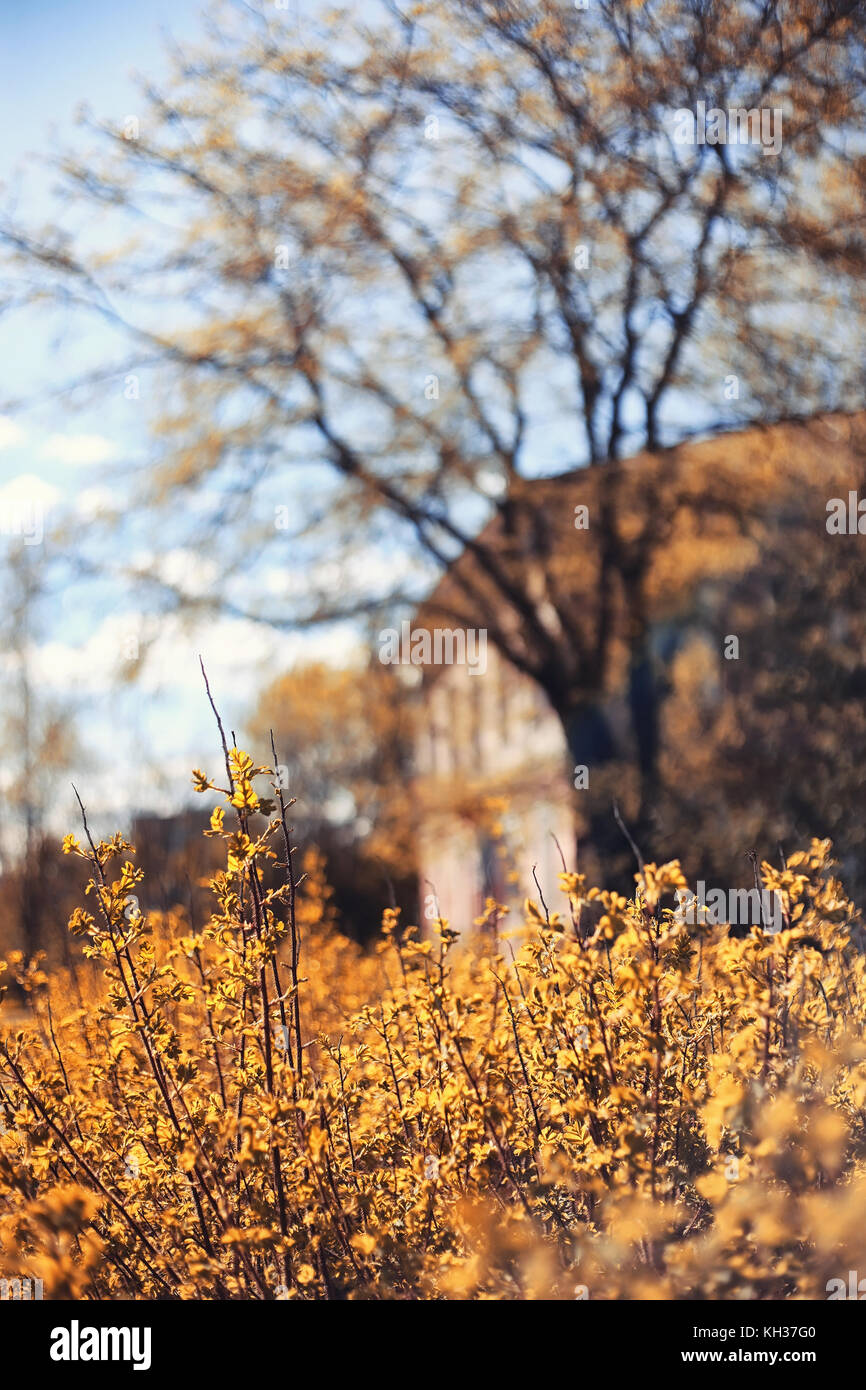 Nature de l'automne. Feuilles et avec les feuilles jaunes dans la p Banque D'Images Nature de l'automne. Feuilles et avec les feuilles jaunes dans la p Banque D'Images