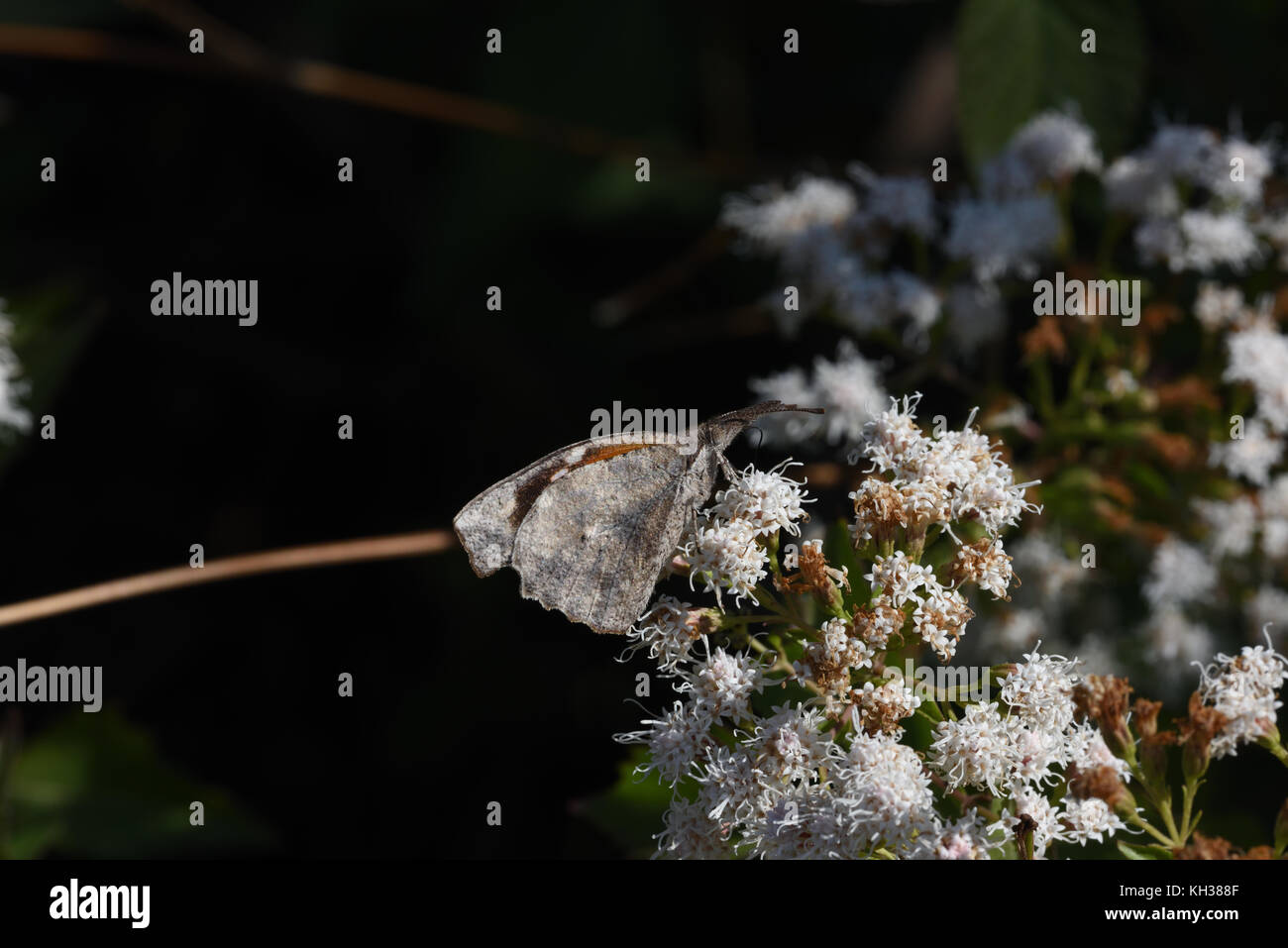 Américain museau Banque D'Images