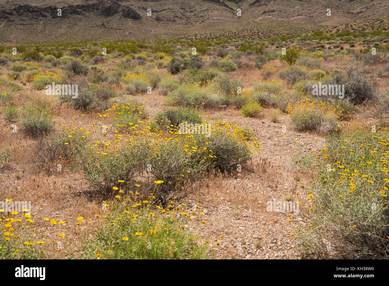 Fleurs de désert près de le parc national de la vallée de feu dans le sud-ouest du Nevada, USA Banque D'Images