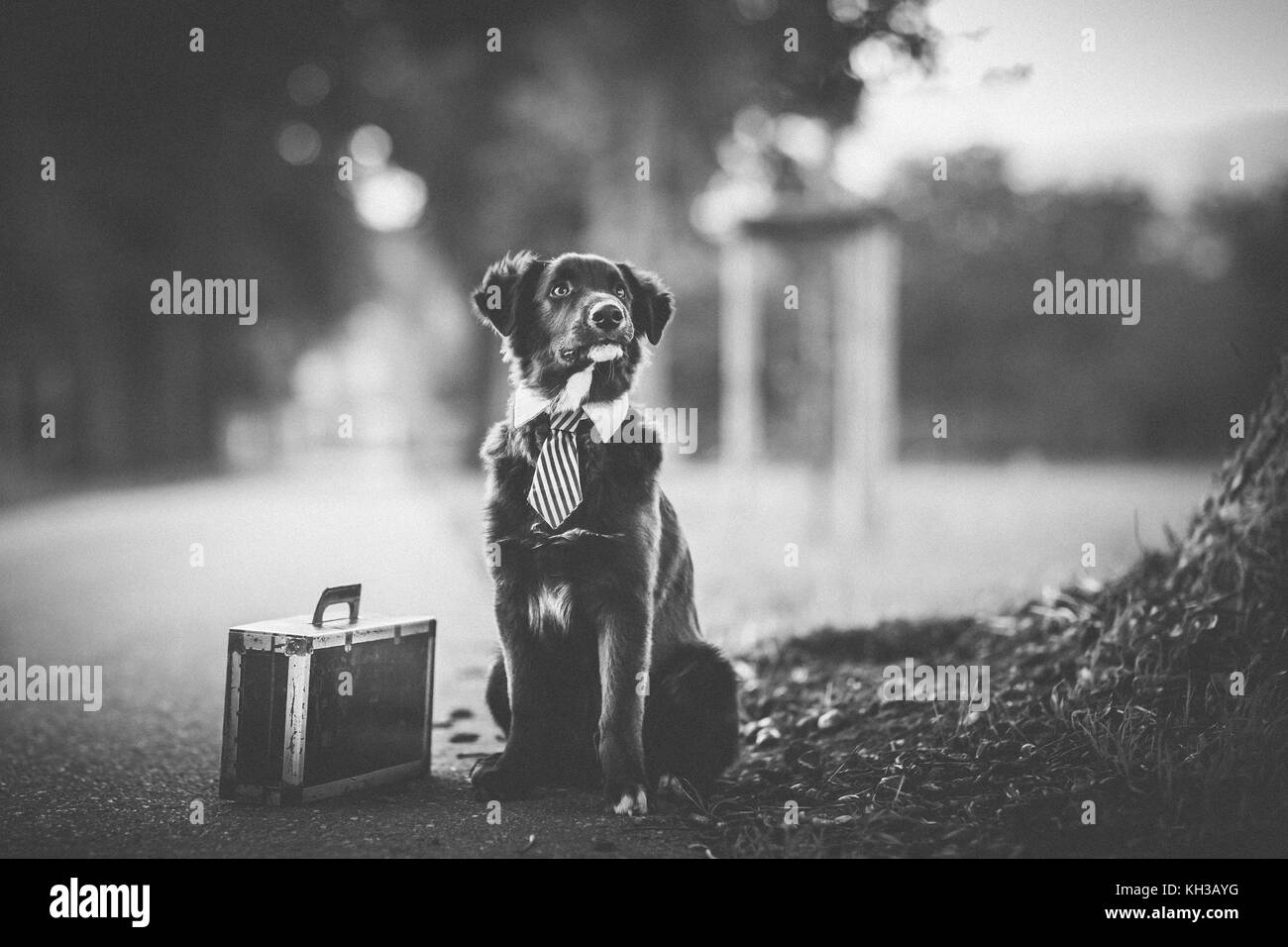 Photo noir et blanc d'un jeune chien berger australien avec une cravate et d'une valise à côté assis sur une route Banque D'Images