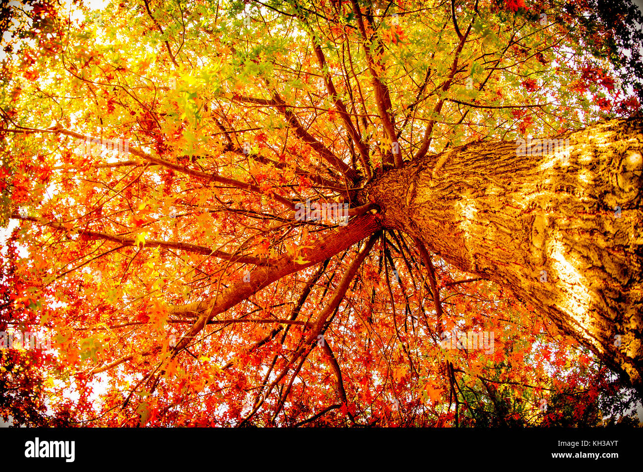Les arbres d'automne en Australie se changer en belle orange, jaune et rouge. Banque D'Images