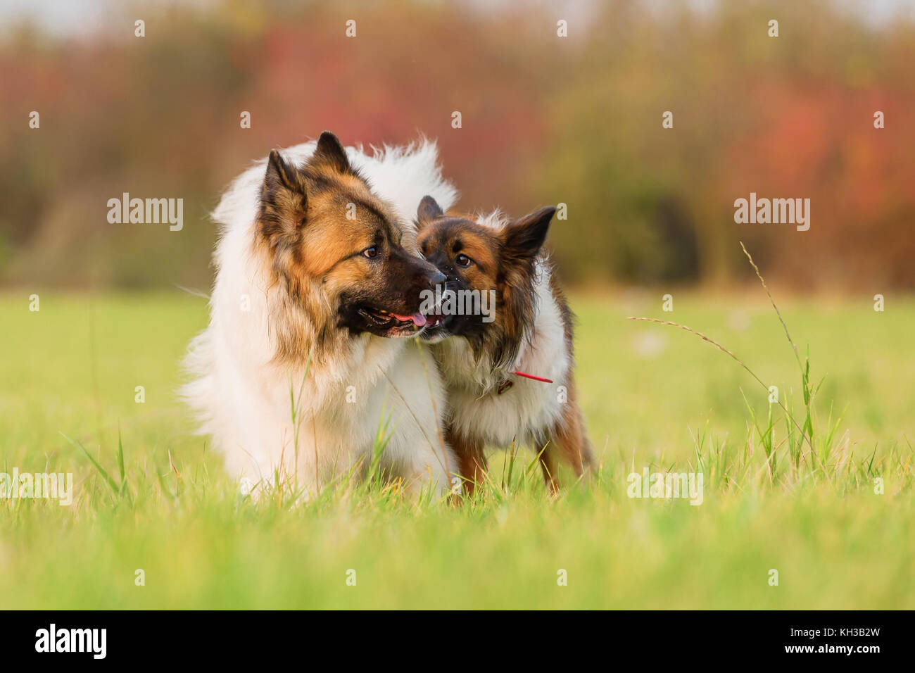 Photo de deux chiens d'elo together outdoors Banque D'Images