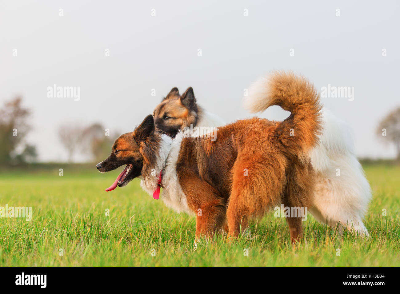Photo de deux chiens d'elo together outdoors Banque D'Images