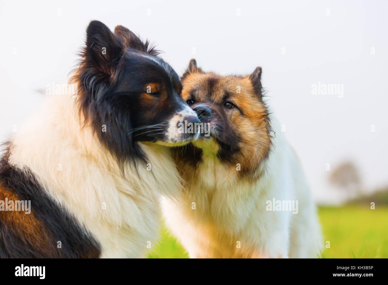Photo de deux chiens d'elo together outdoors Banque D'Images