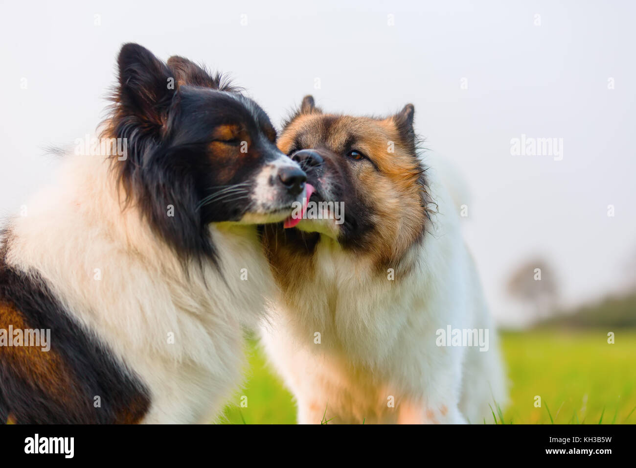 Photo de deux chiens d'elo together outdoors Banque D'Images