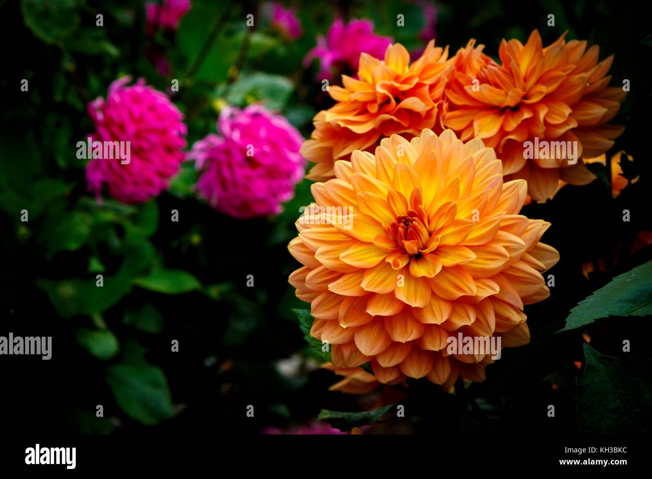 Plusieurs dahlias orange et rose avec des feuilles vertes en arrière-plan Banque D'Images