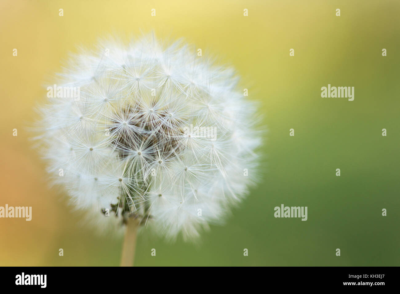 Fleur de pissenlit commun (Taraxacum officinale). Banque D'Images