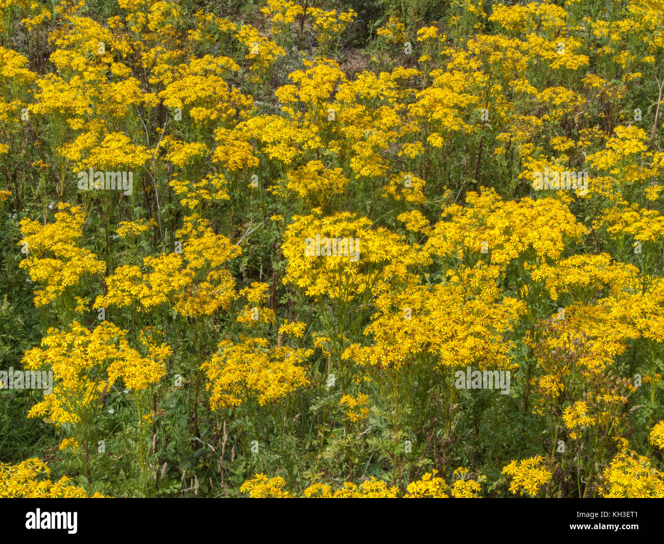 Floraison de masse / séneçon Senecio jacobaea  = Jacobaea vulgaris - mauvaises herbes nuisibles gênants au Royaume-Uni pour les agriculteurs et les propriétaires fonciers avec les chevaux.. Banque D'Images
