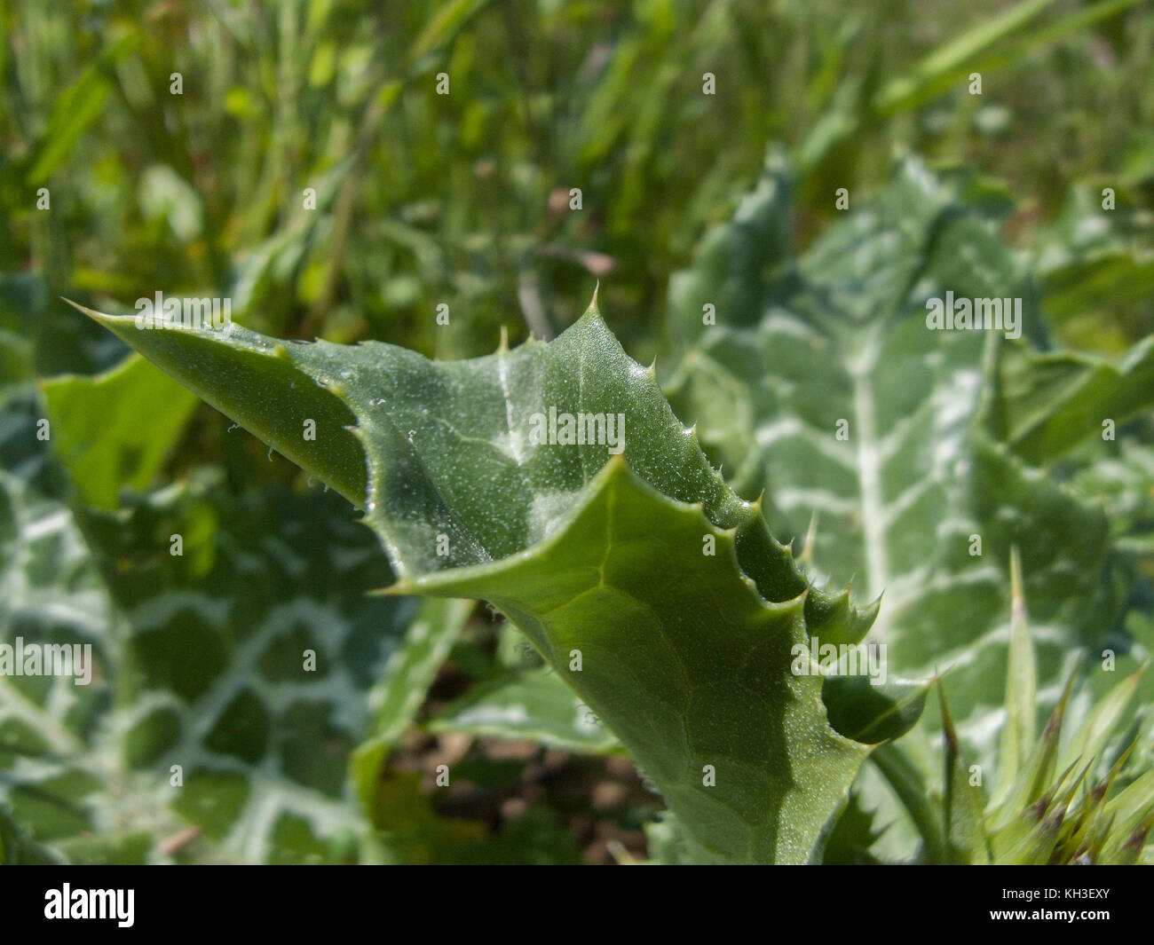 Le feuillage du Chardon-marie Silybum marianum / qui était autrefois utilisé en phytothérapie. Les feuilles peuvent également être consommés cuits, une fois piquants ont été supprimés. Banque D'Images