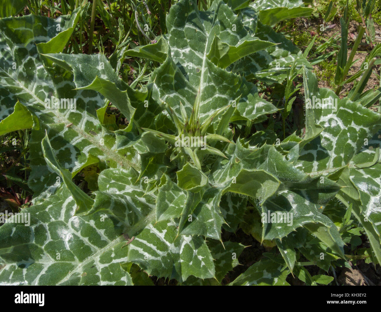 Le feuillage du Chardon-marie Silybum marianum / qui était autrefois utilisé en phytothérapie. Les feuilles peuvent également être consommés cuits, une fois piquants ont été supprimés. Banque D'Images