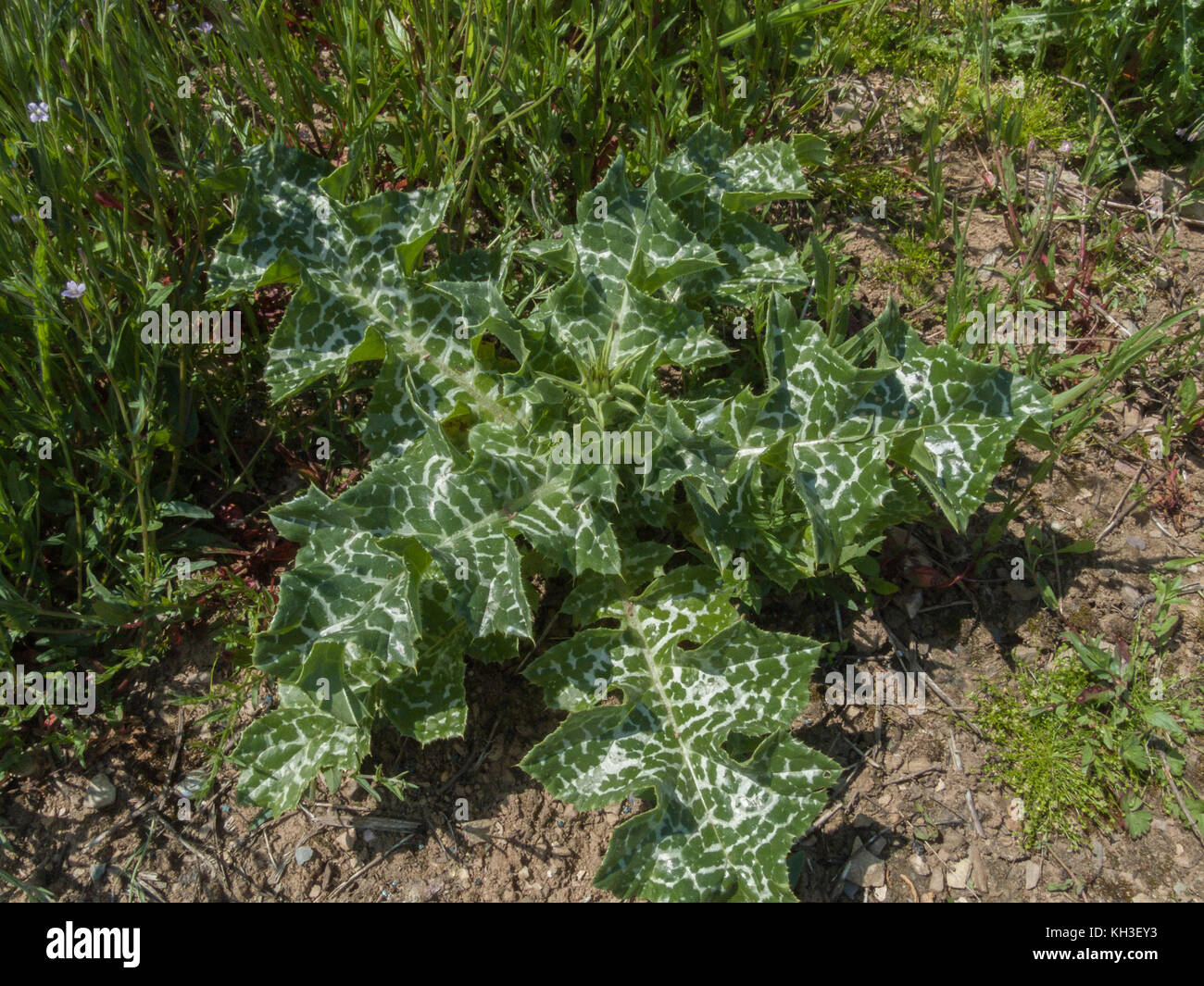 Le feuillage du Chardon-marie Silybum marianum / qui était autrefois utilisé en phytothérapie. Les feuilles peuvent également être consommés cuits, une fois piquants ont été supprimés. Banque D'Images