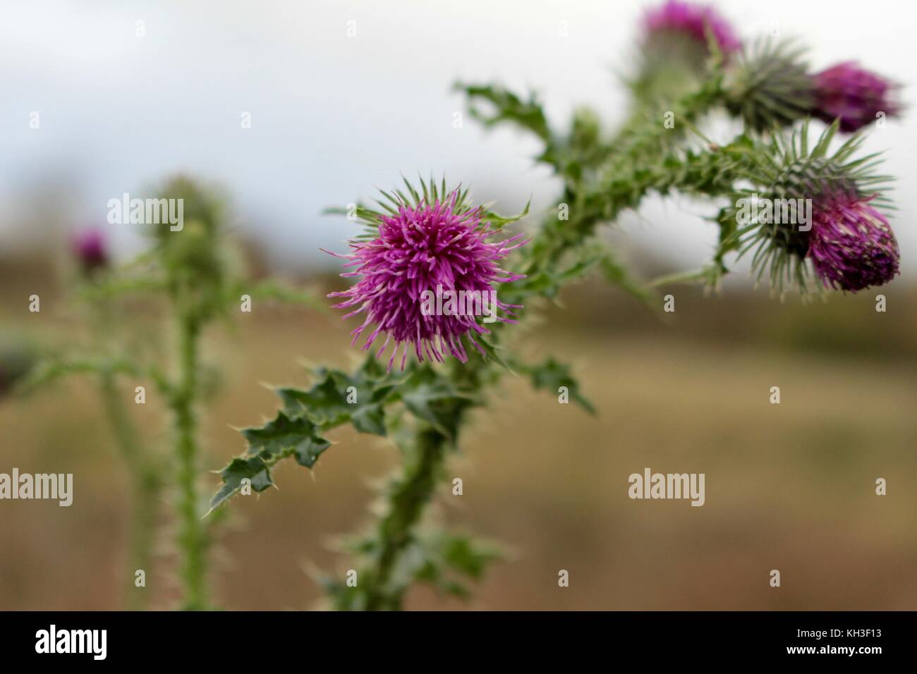 Pic de floraison de chardon écossais dans la zone contre le ciel Banque D'Images