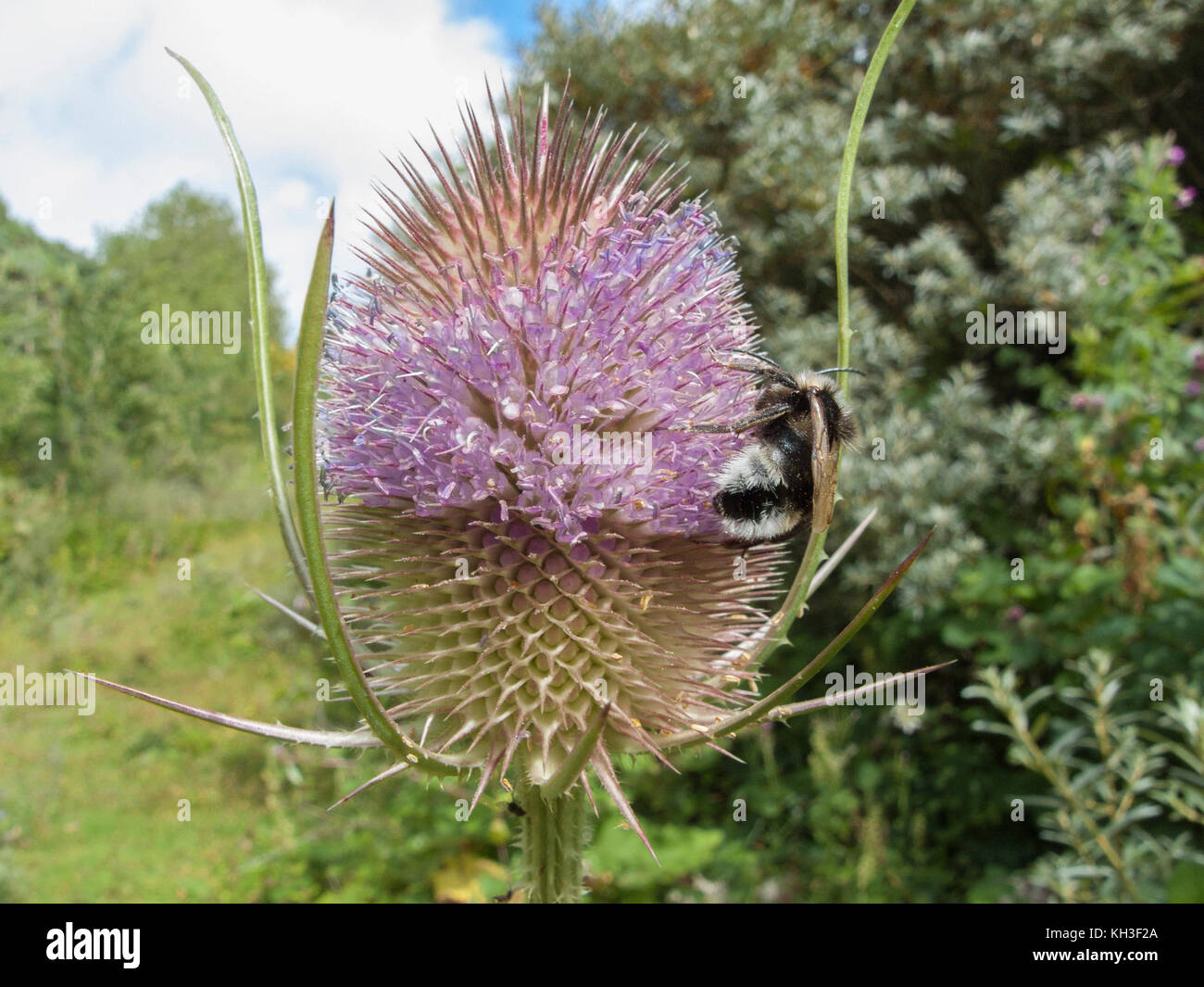 Tête de fleurs de thé / Dipsacus fullonem. Ancienne plante médicinale utilisée dans les remèdes à base de plantes médicinales et les remèdes de cach. Banque D'Images