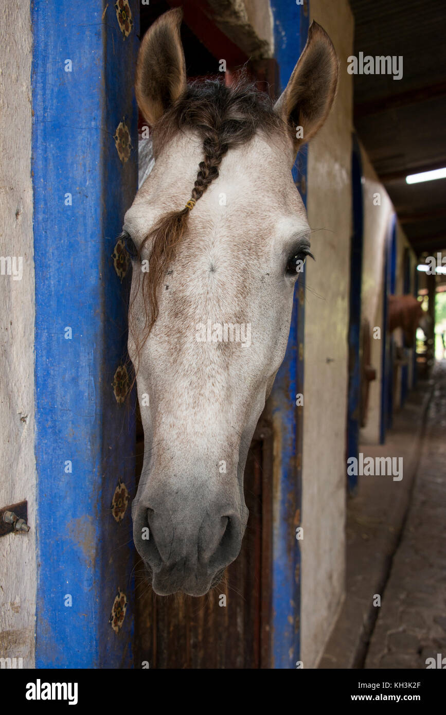 Amérique Centrale, Costa Rica, Province D'Alajuela, Rancho San Miguel. Ranch traditionnel espagnol à cheval andalou. Banque D'Images
