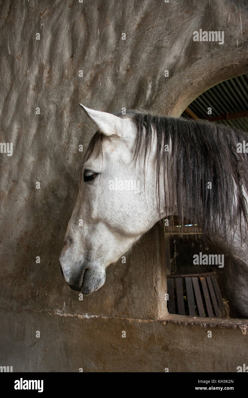 Amérique Centrale, Costa Rica, Province D'Alajuela, Rancho San Miguel. Ranch traditionnel espagnol à cheval andalou. Banque D'Images