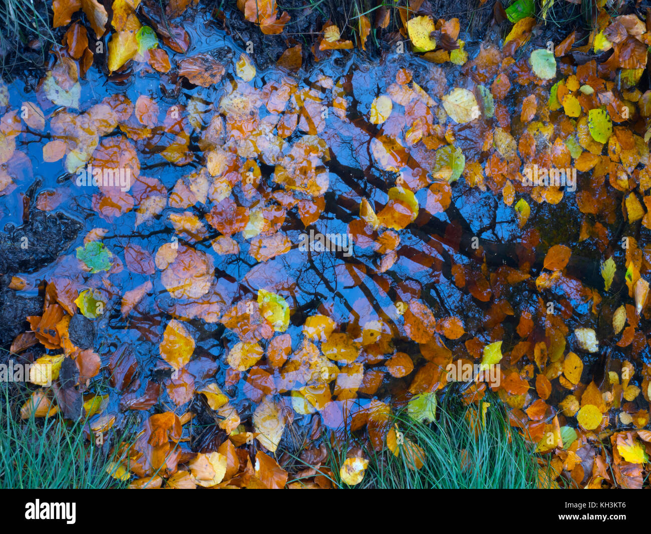 Hêtre Fagus sylvatica feuilles en étang forestiers Bois Felbrigg Grande Norfolk UK Début novembre Banque D'Images