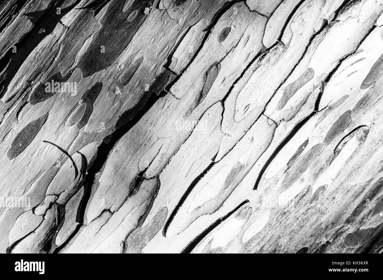 L'écorce des arbres, de fond naturelles texturées Banque D'Images