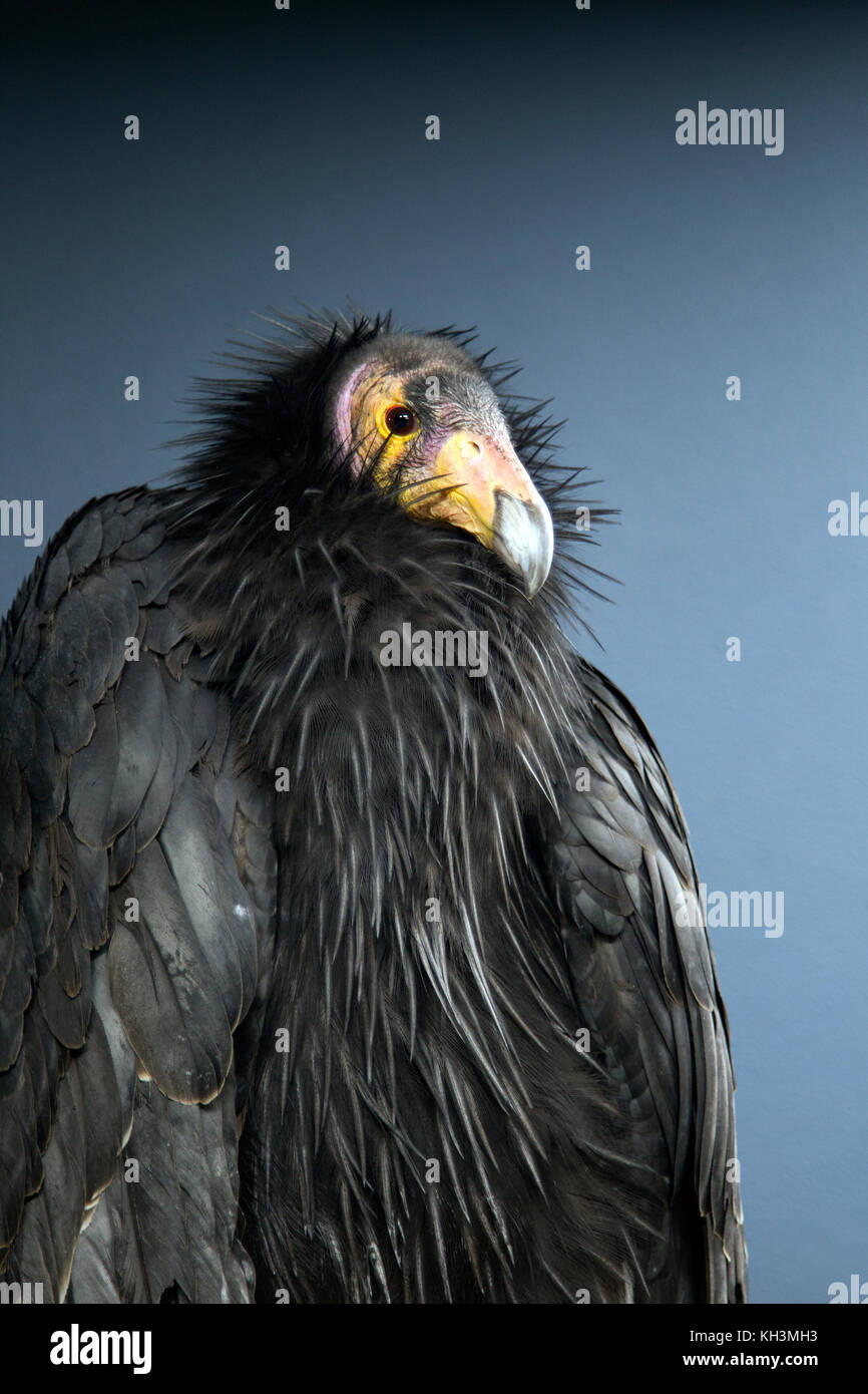 Condor de Californie Portrait Banque D'Images