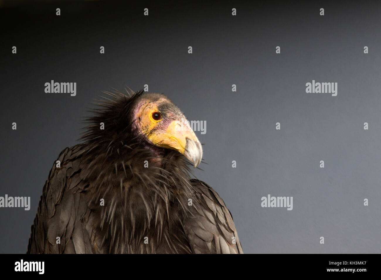 Condor de Californie Portrait Banque D'Images